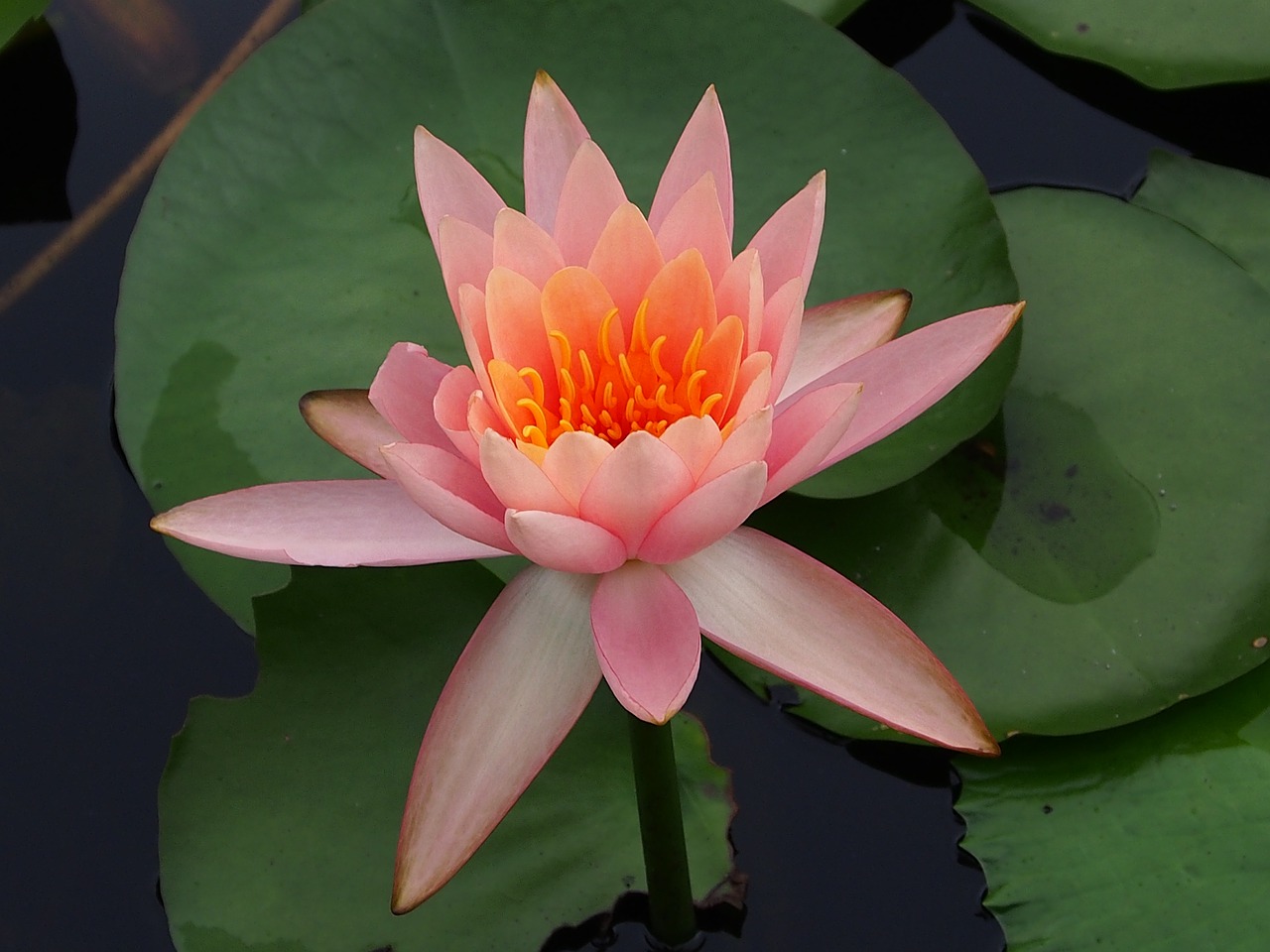 lotus plant flower free photo