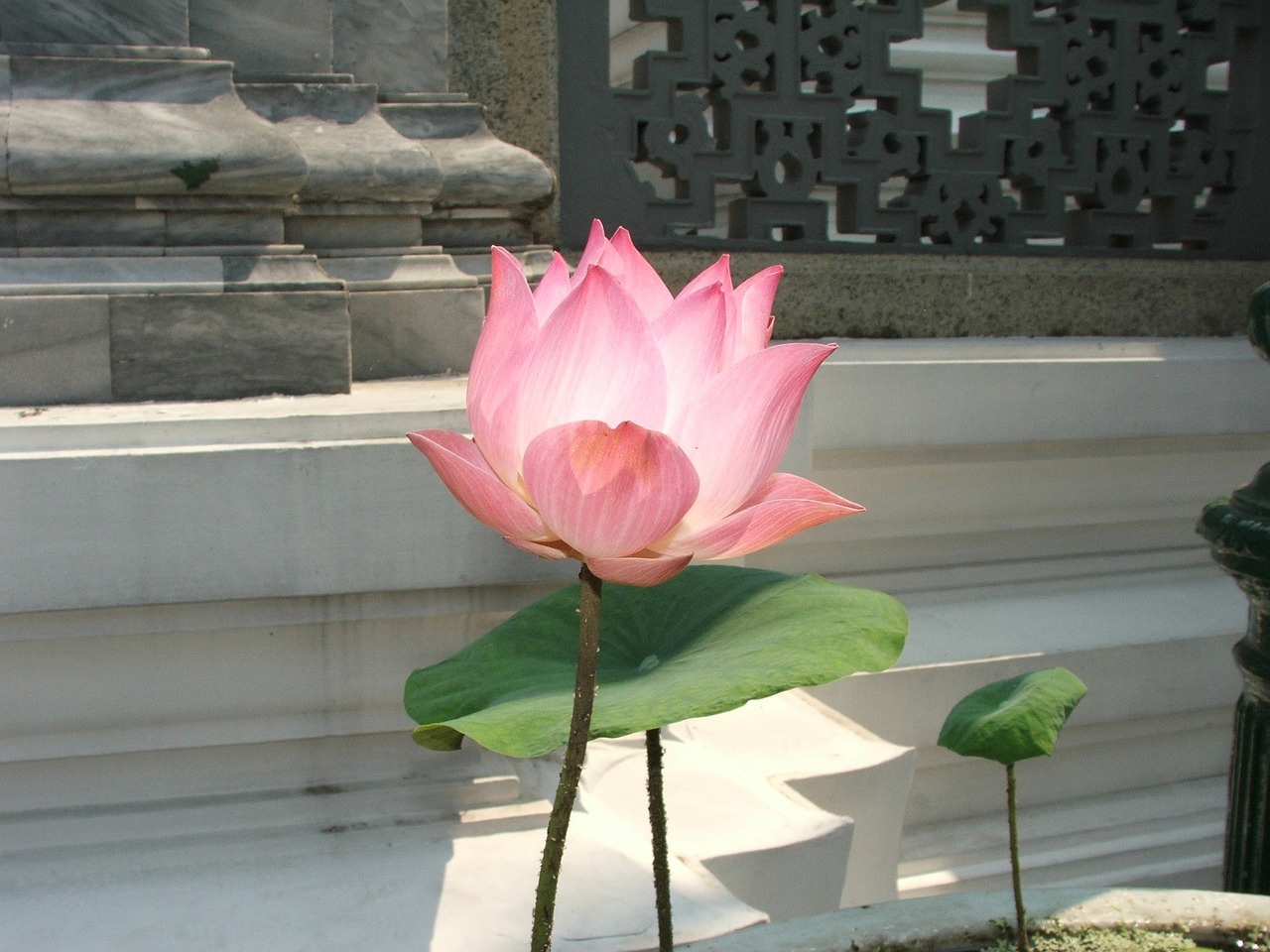lotus thailand palace free photo