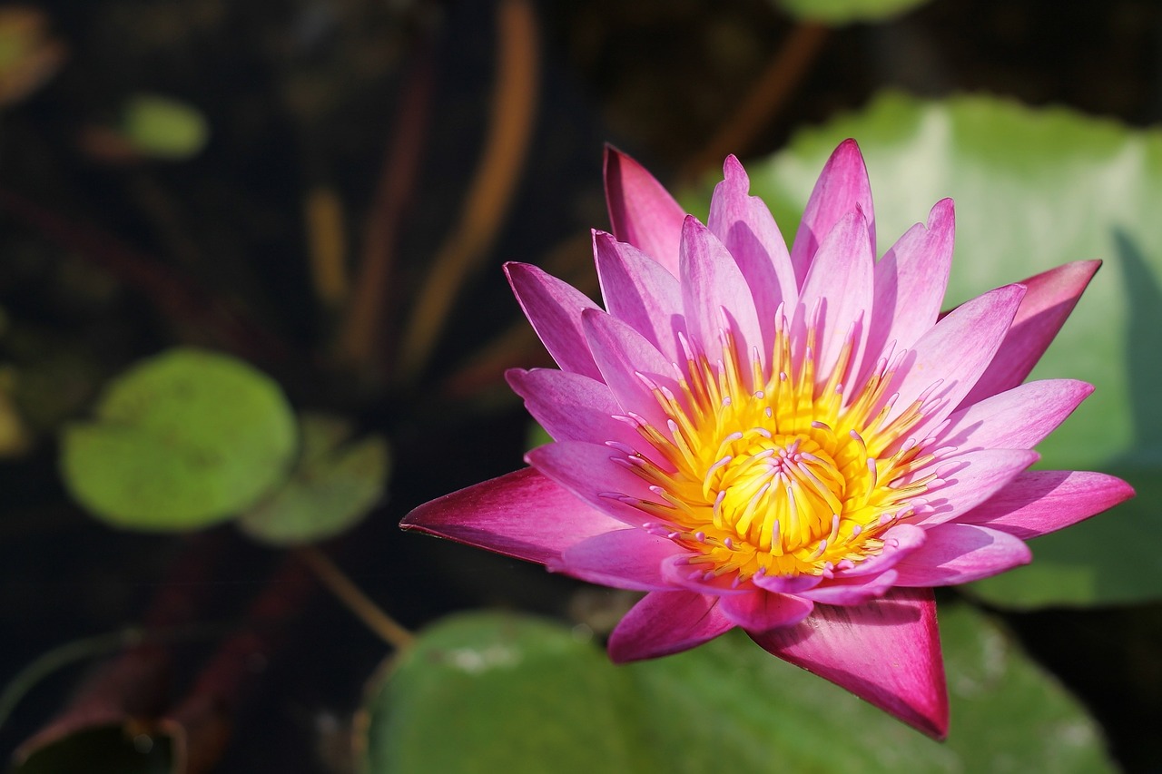 lotus flowers thailand free photo