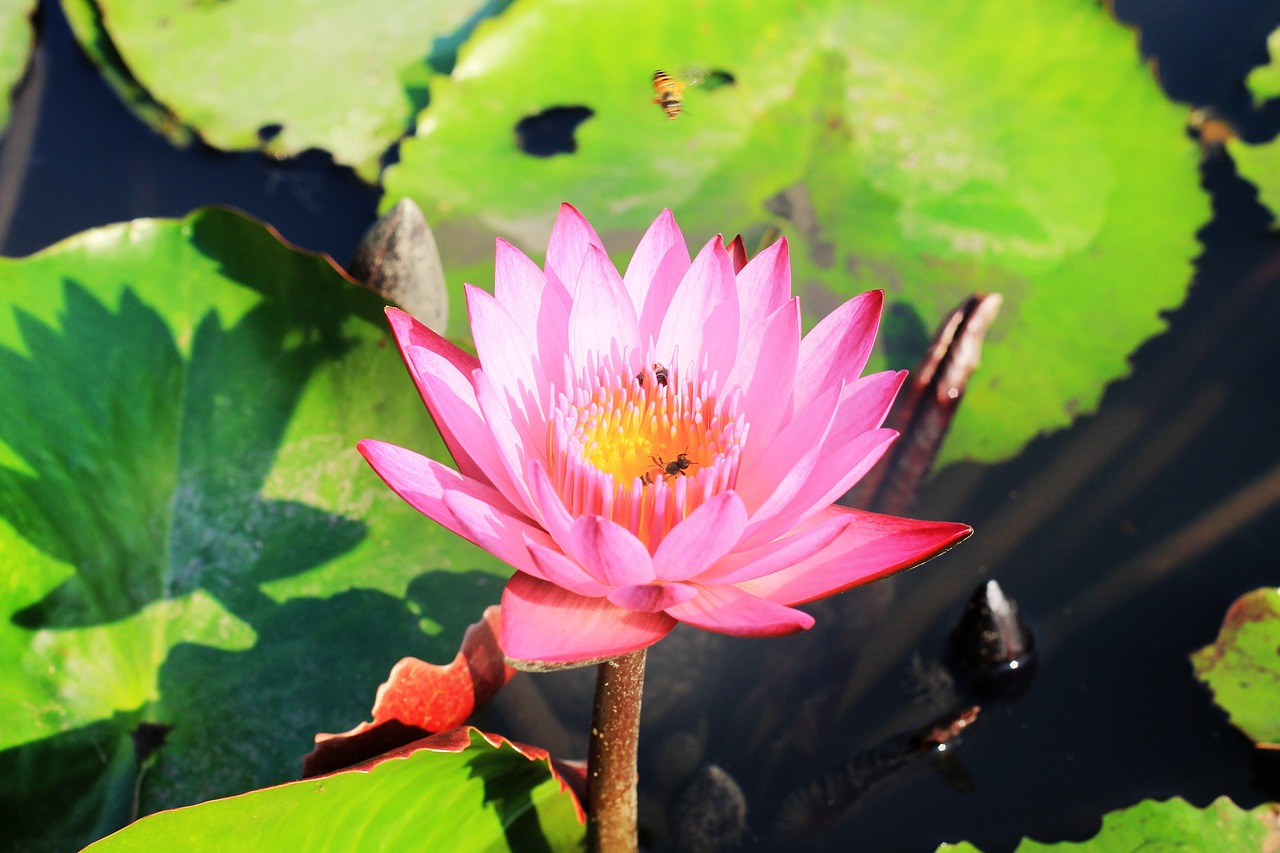 lotus flowers thailand free photo