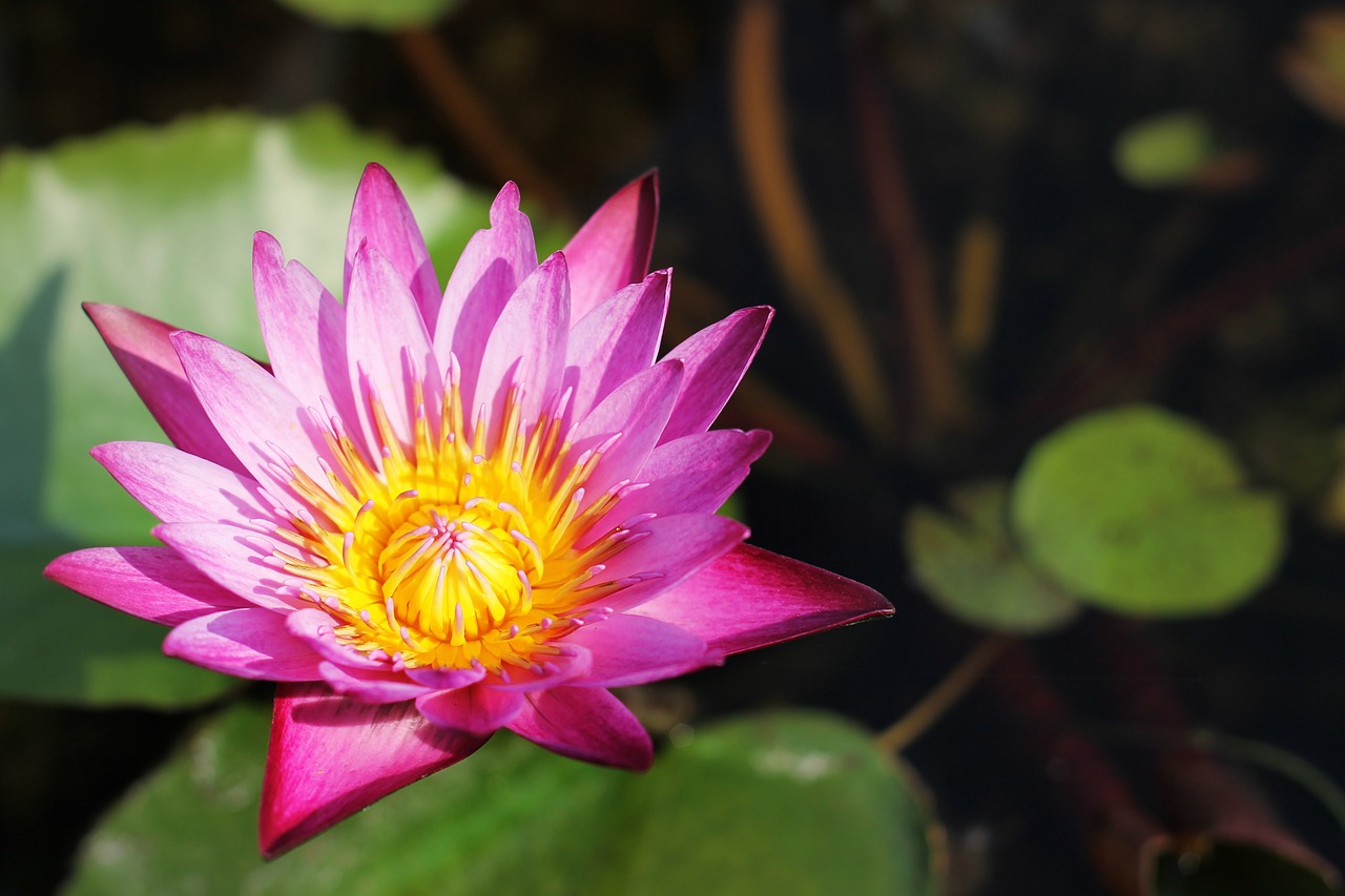 lotus flowers thailand free photo