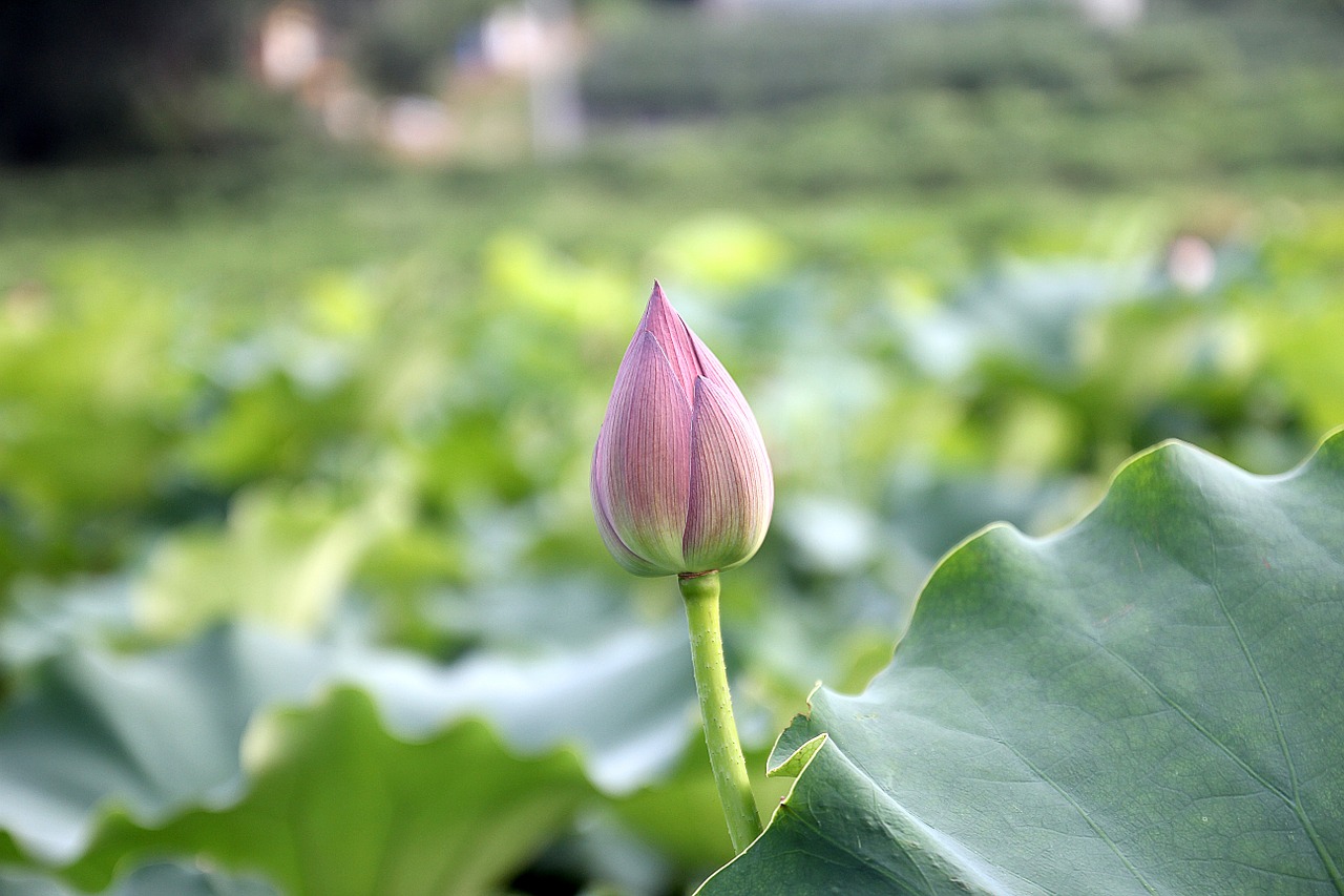 lotus bud bloom free photo