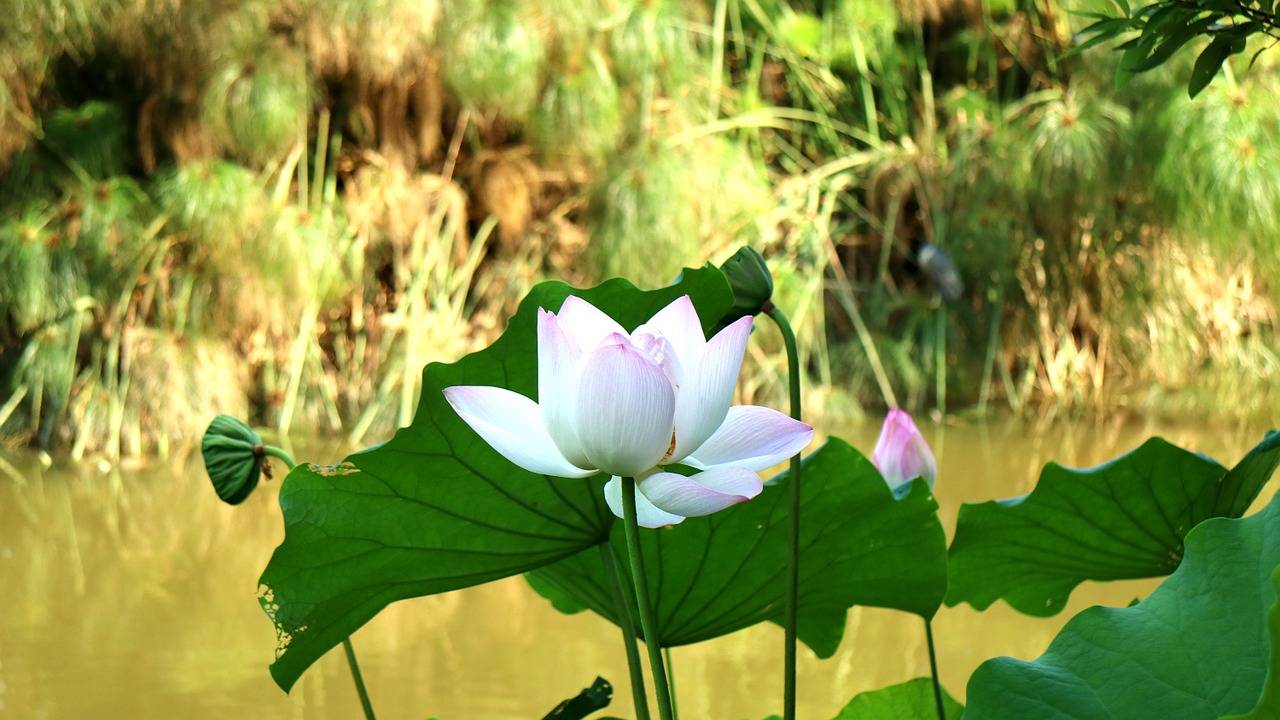 lotus park plant free photo