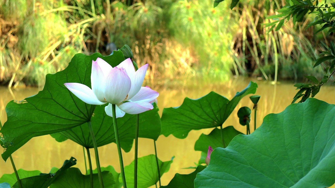 lotus park plant free photo