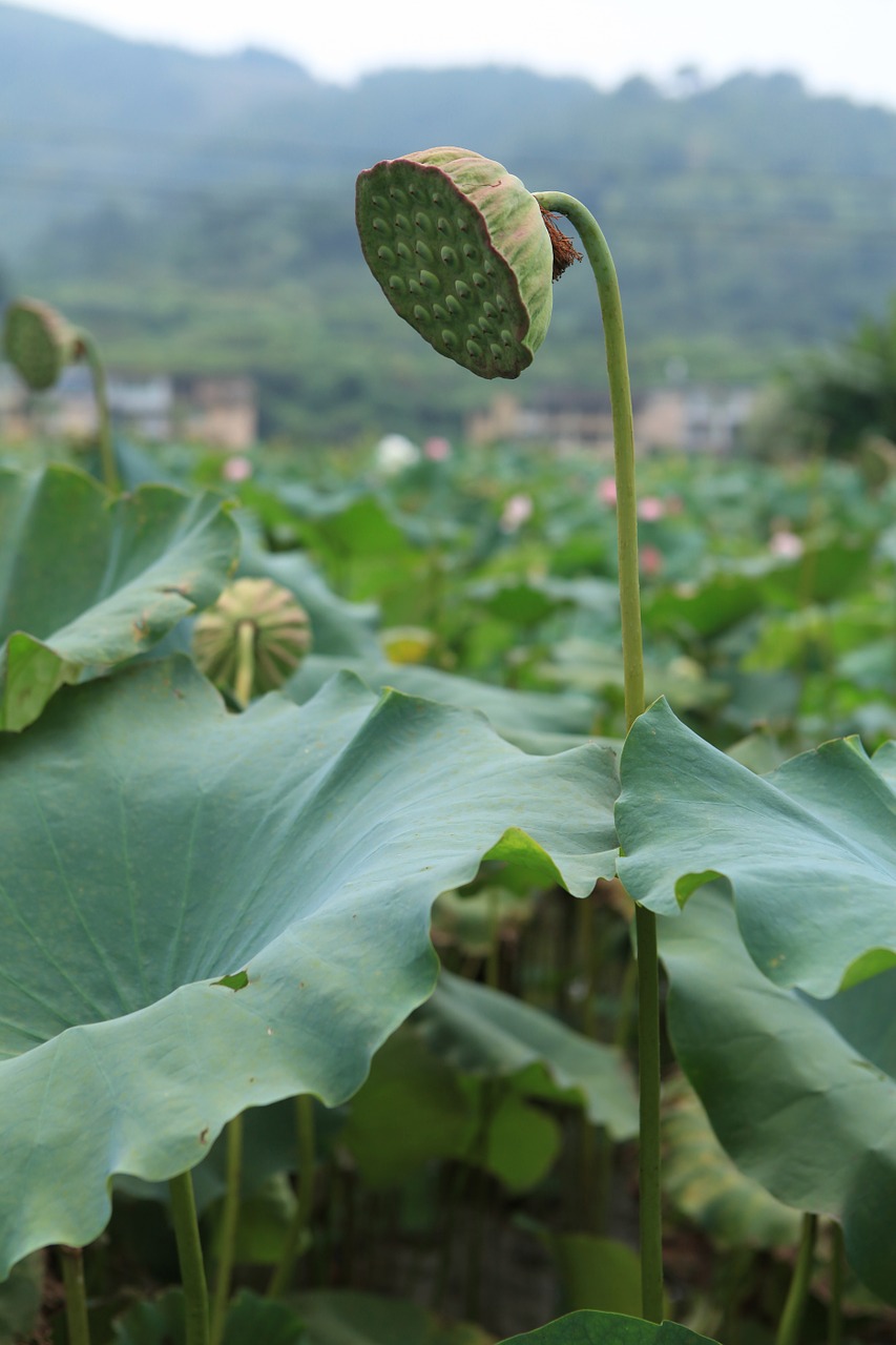 lotus lotus leaf hawthorn free photo