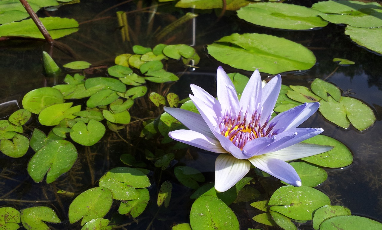 lotus plant material free photo