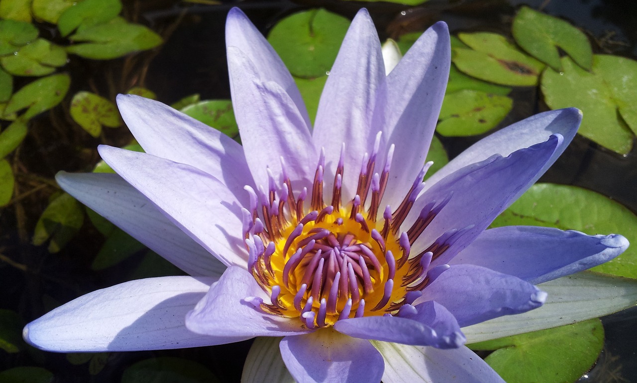 lotus plant purple free photo