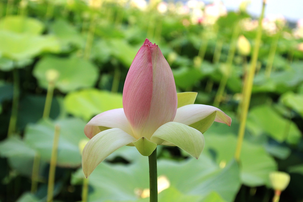 lotus flower pink free photo