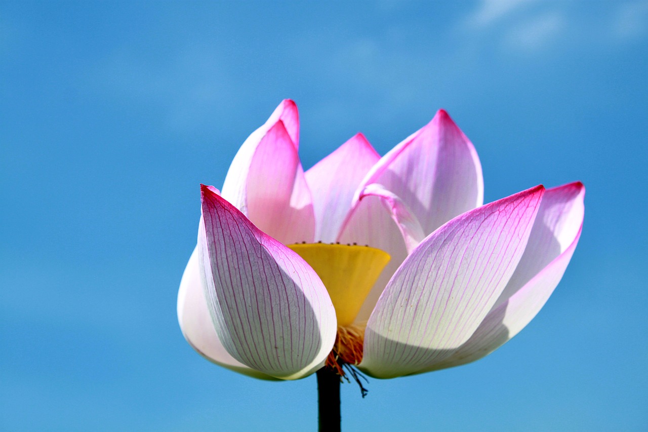 lotus flower pink free photo