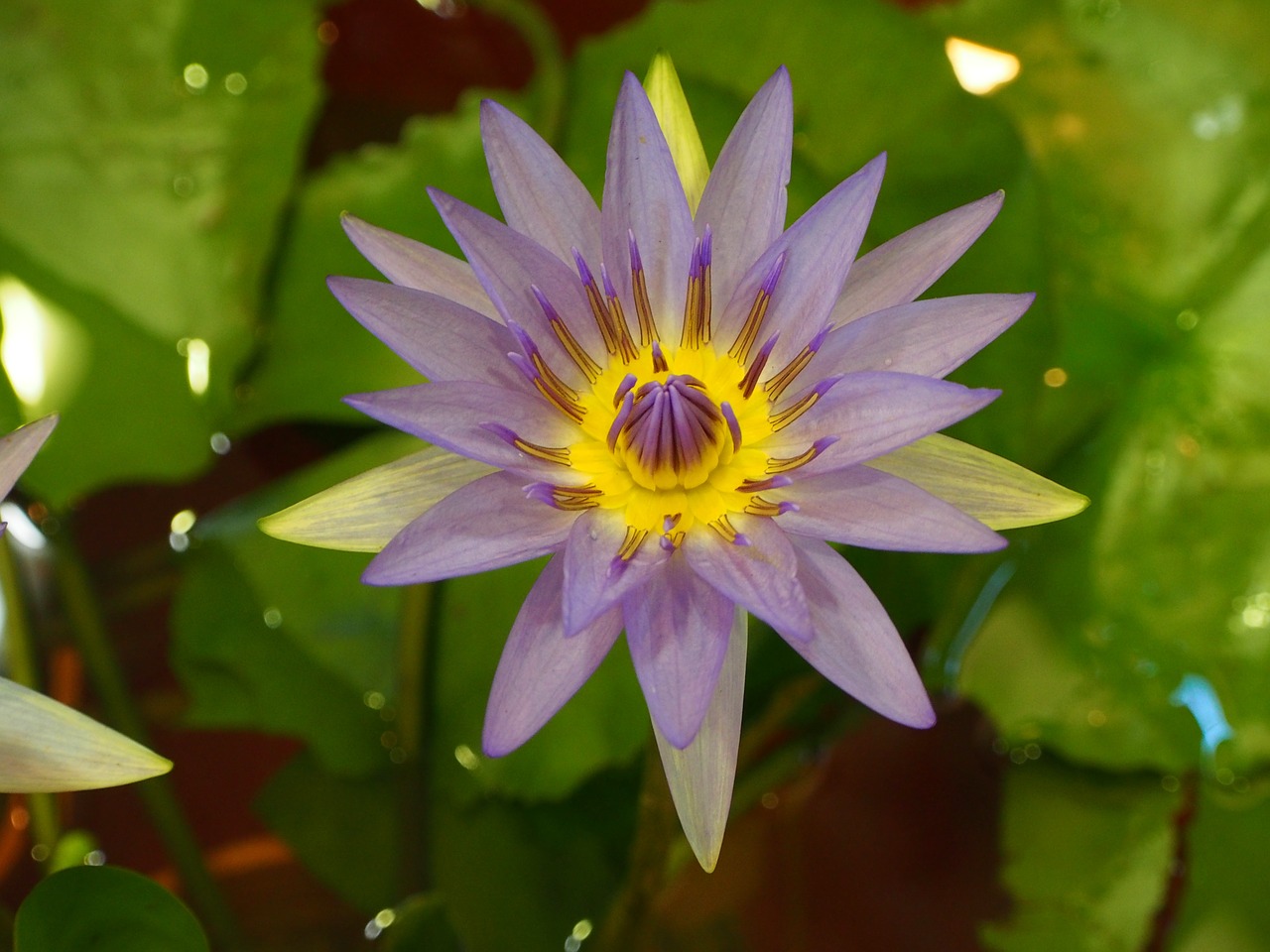lotus purple flower seed free photo