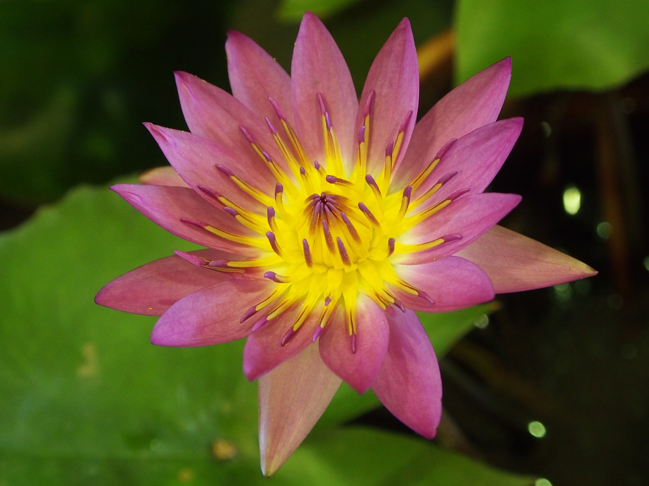 lotus pink and purple taipei flower market free photo