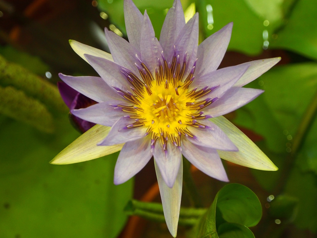 lotus bloom pink and purple free photo