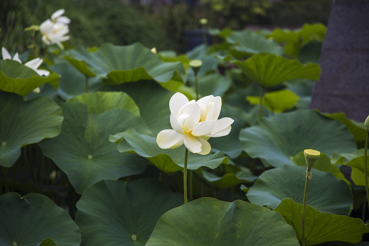 lotus flowers green free photo