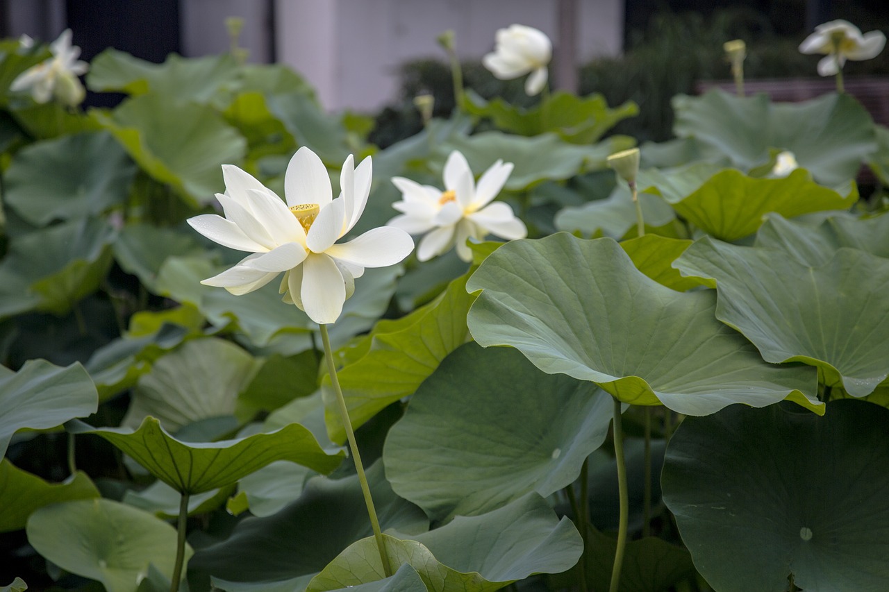 lotus green leaves pond free photo