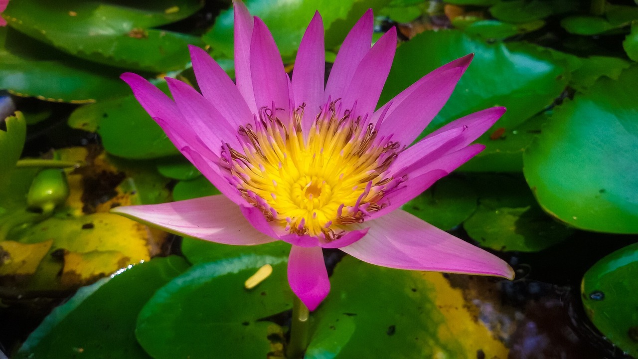 lotus flowers wallpaper free photo