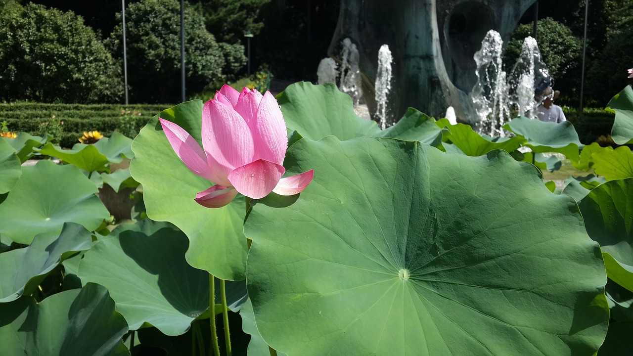 lotus flower pink free photo