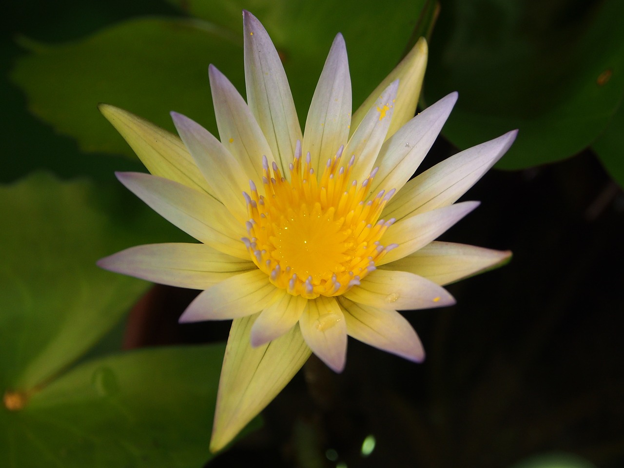 lotus taipei the flower market free photo