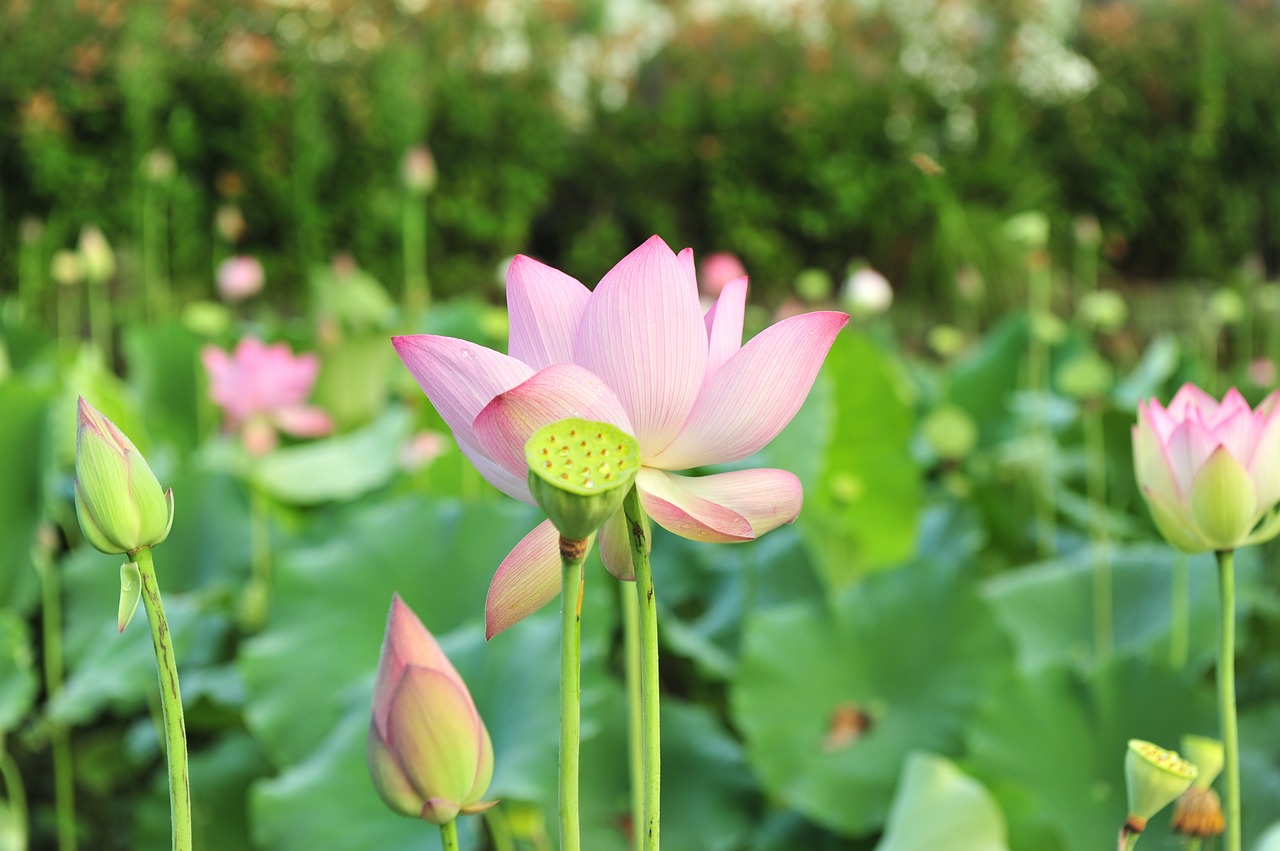 lotus flowers pink lotus free photo