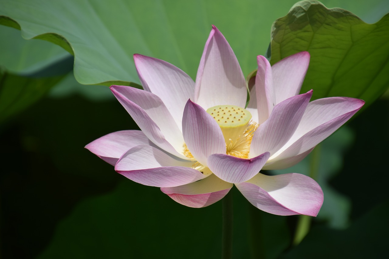 lotus flower plant free photo