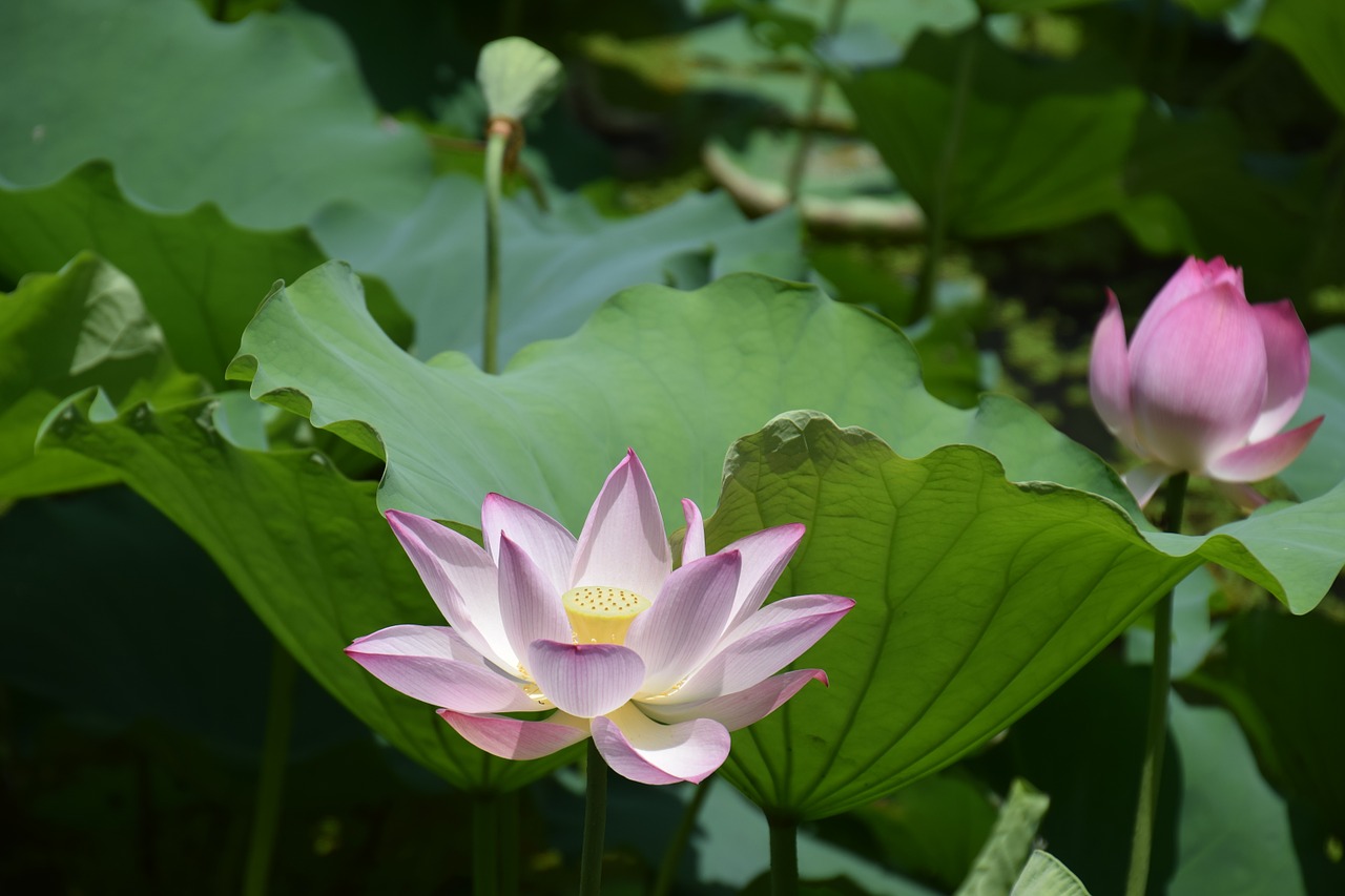 lotus flower summer free photo