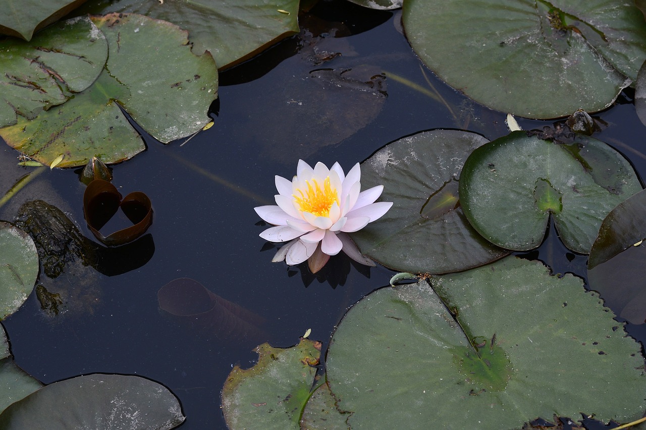 lotus seokhwachon one flower free photo