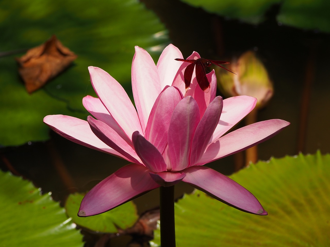 lotus pastel 綻 free photo