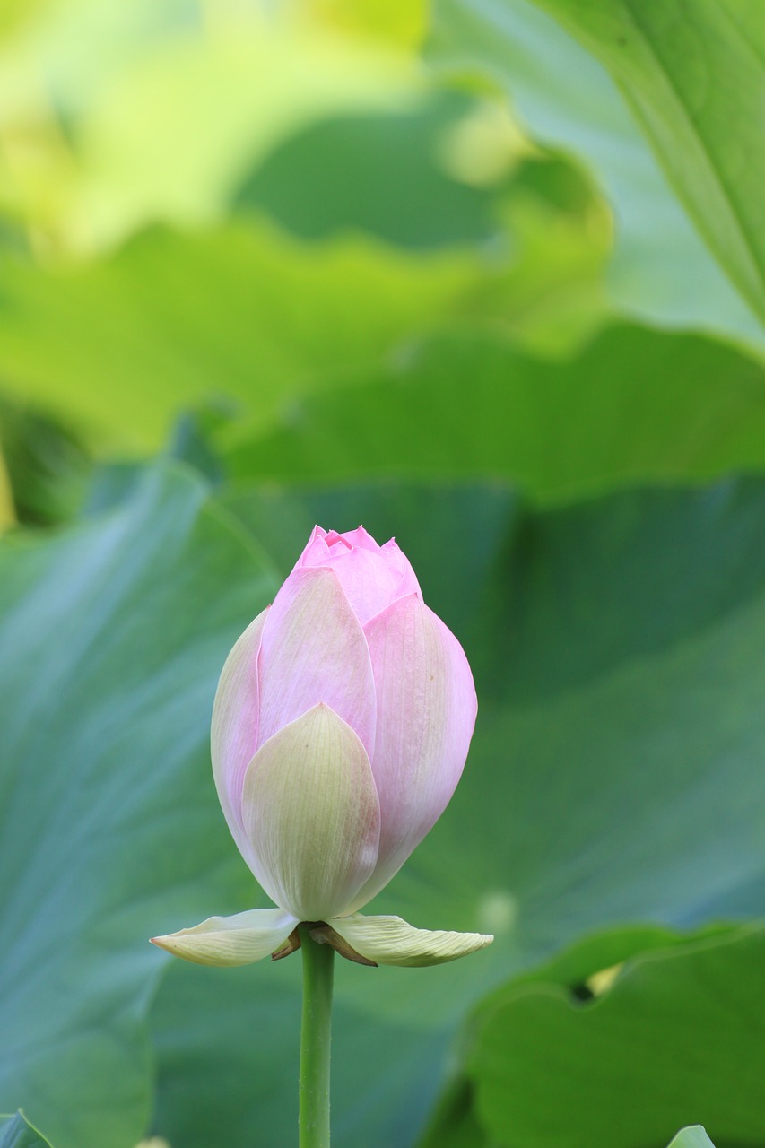 lotus bud flowers free photo