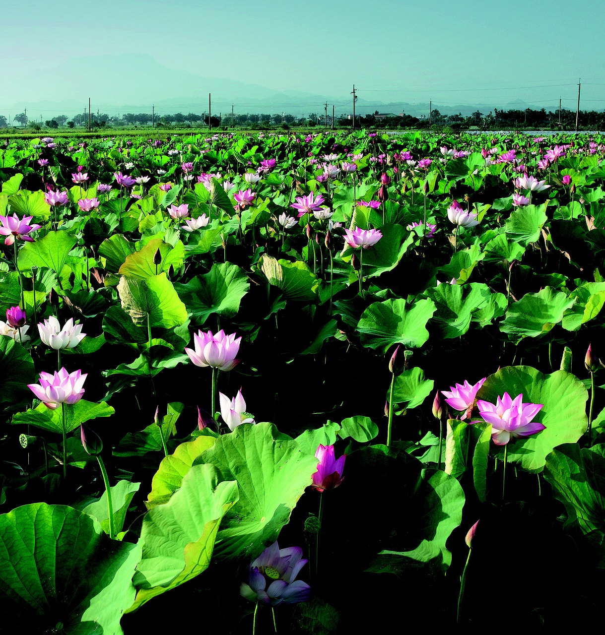 lotus in rural areas china wind free photo