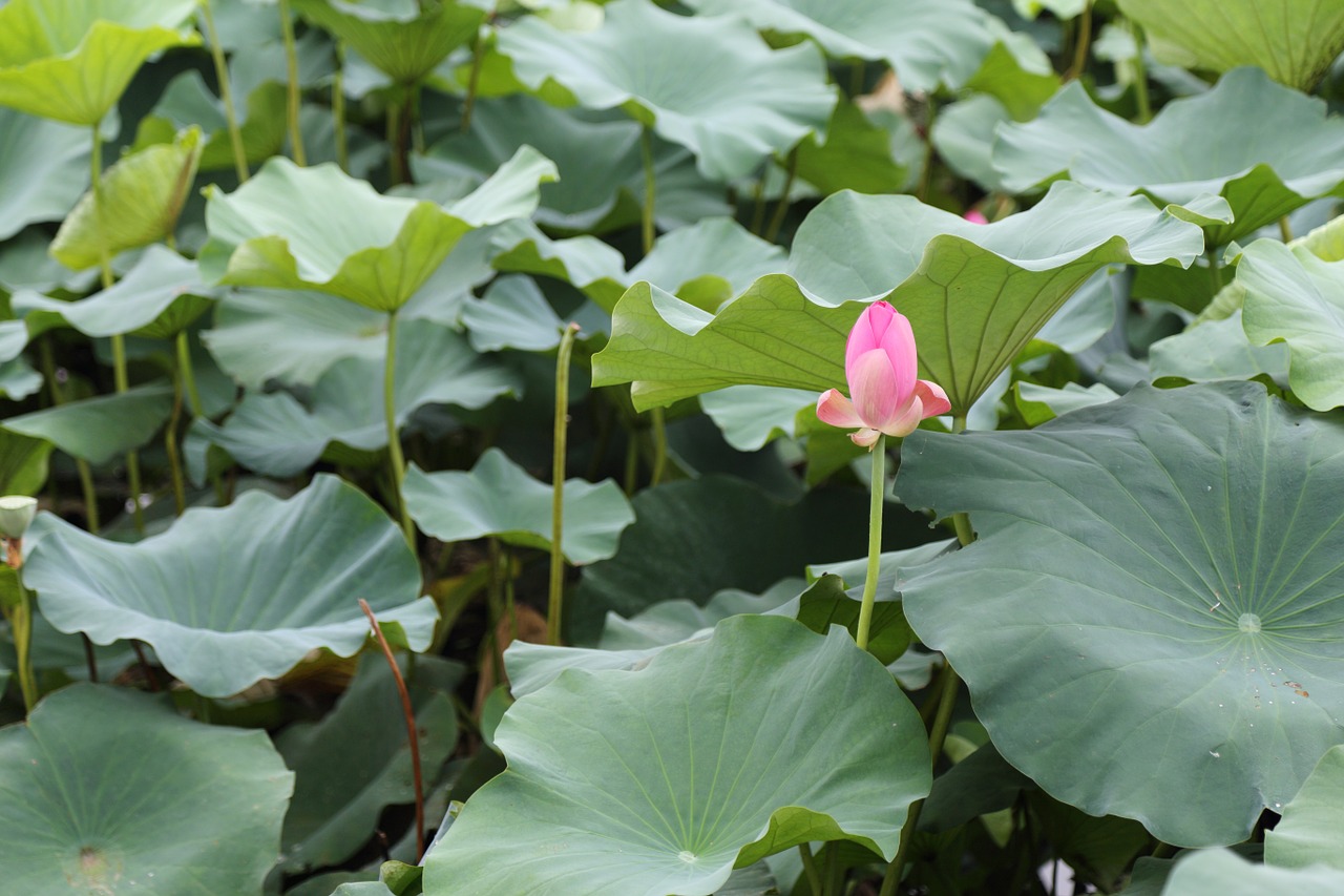 lotus the scenery park free photo