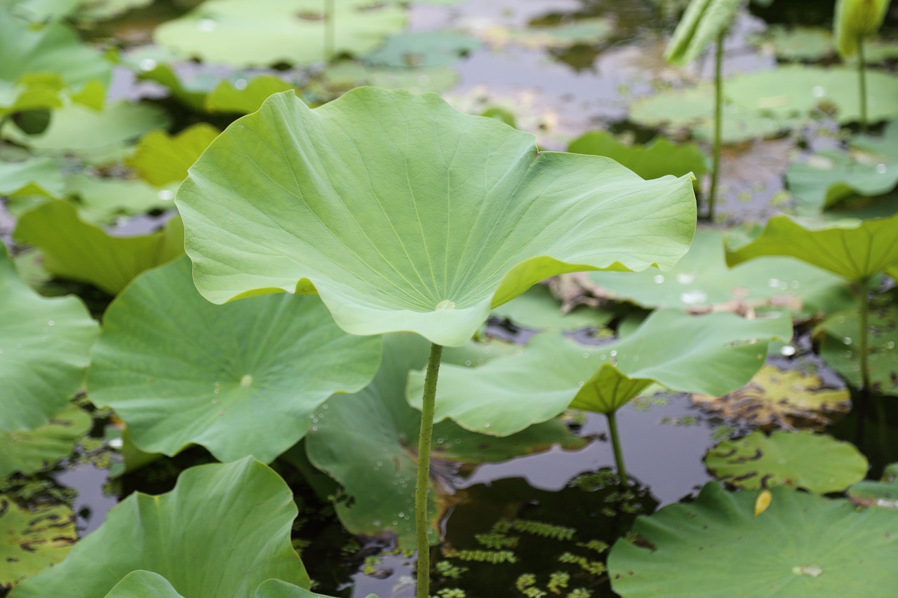 lotus leaf summer free photo