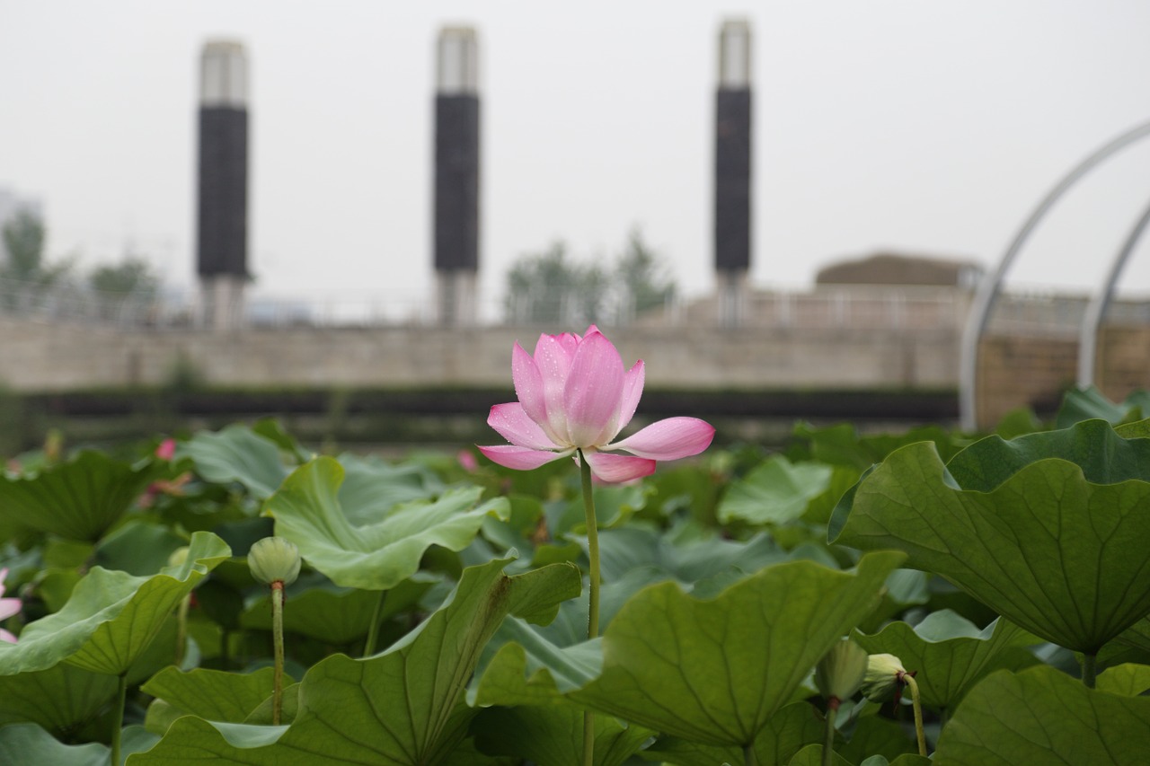 lotus summer park free photo