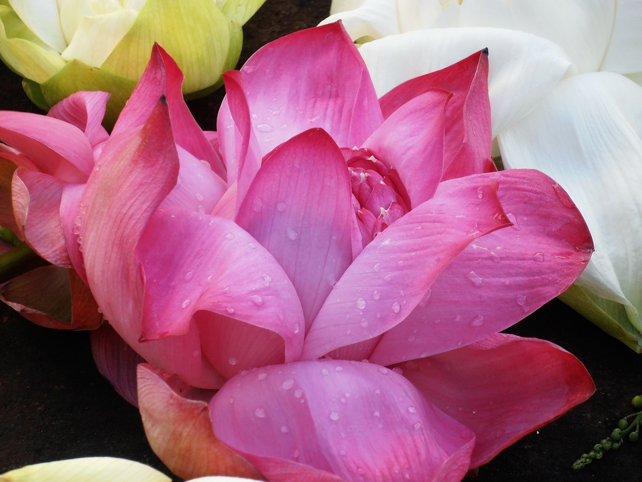 lotus pink blossom free photo