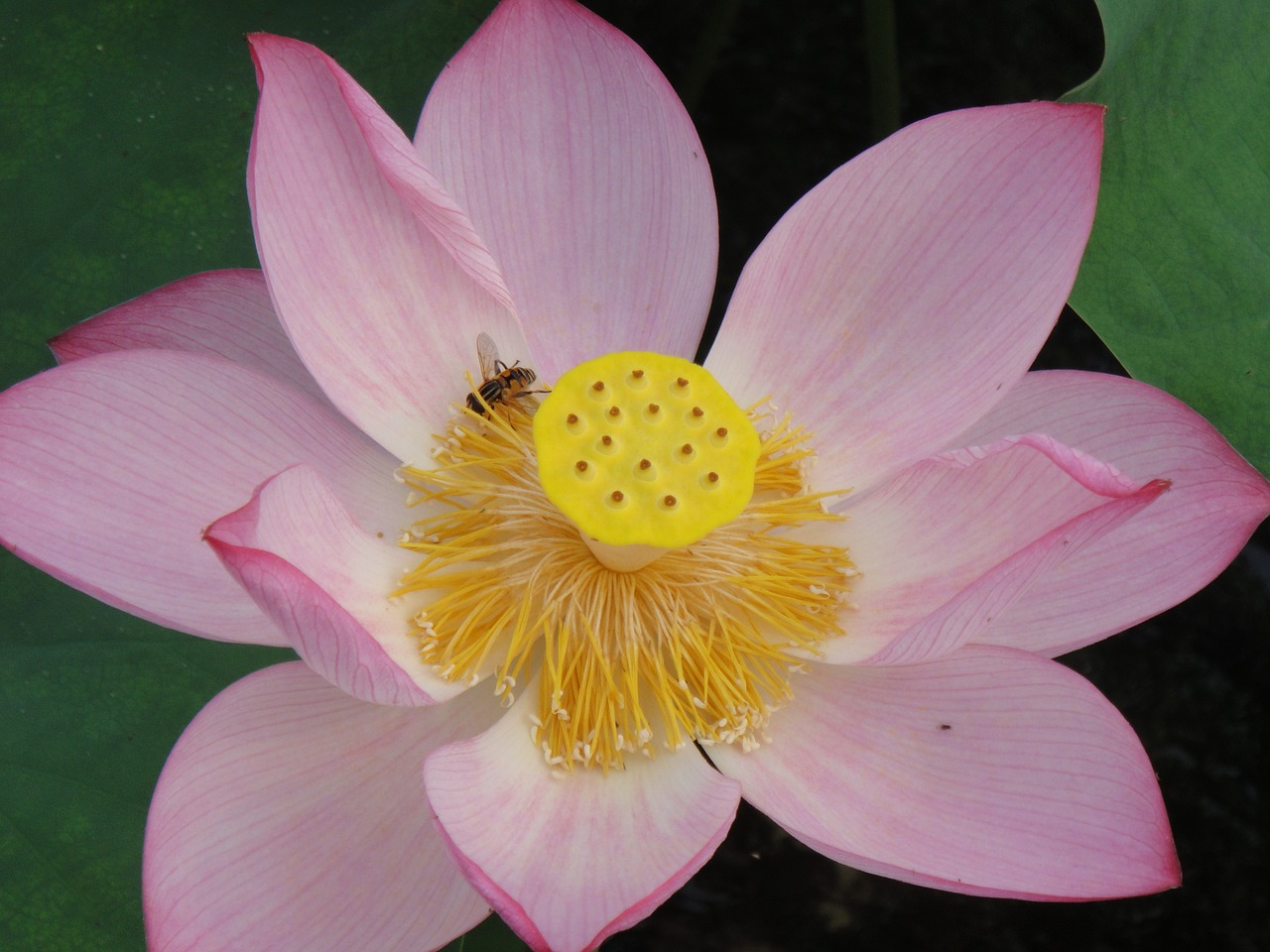 lotus bee water plant free photo