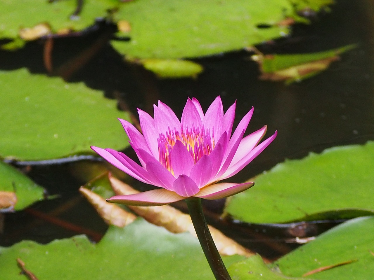 lotus purple flower seed free photo