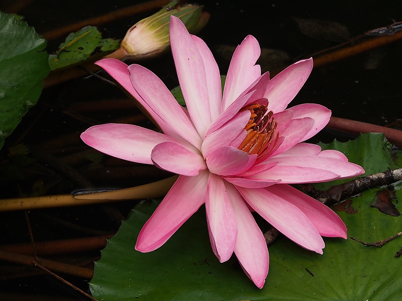 lotus bloom pink free photo