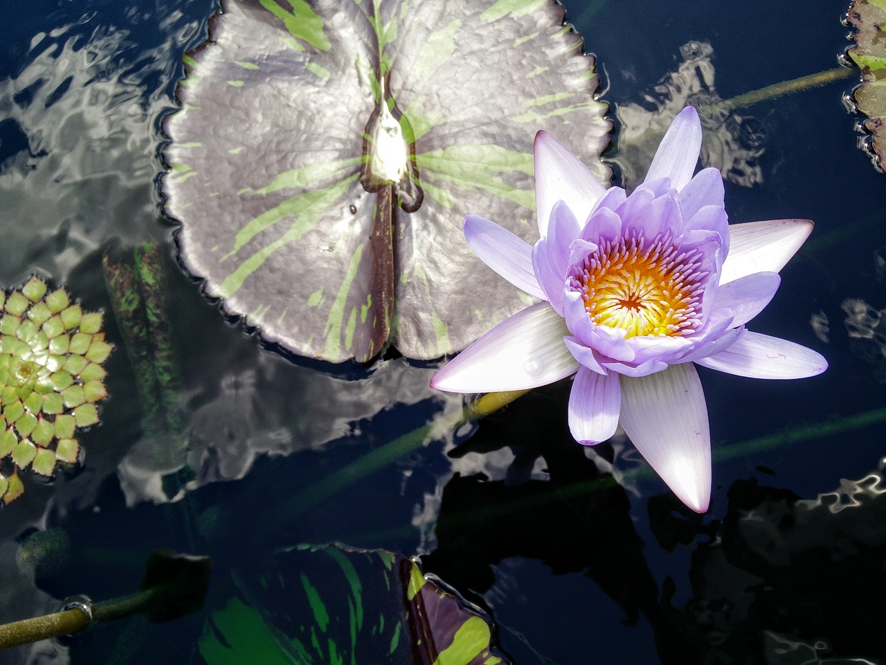 lotus lily pad free photo
