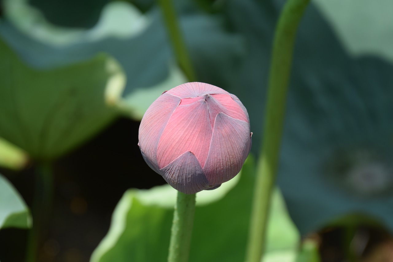 lotus bud blossom free photo