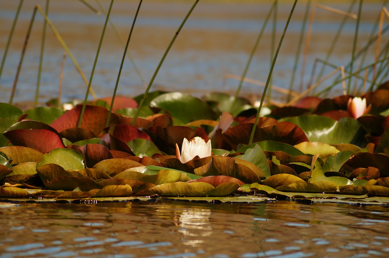 lotus flower colors free photo