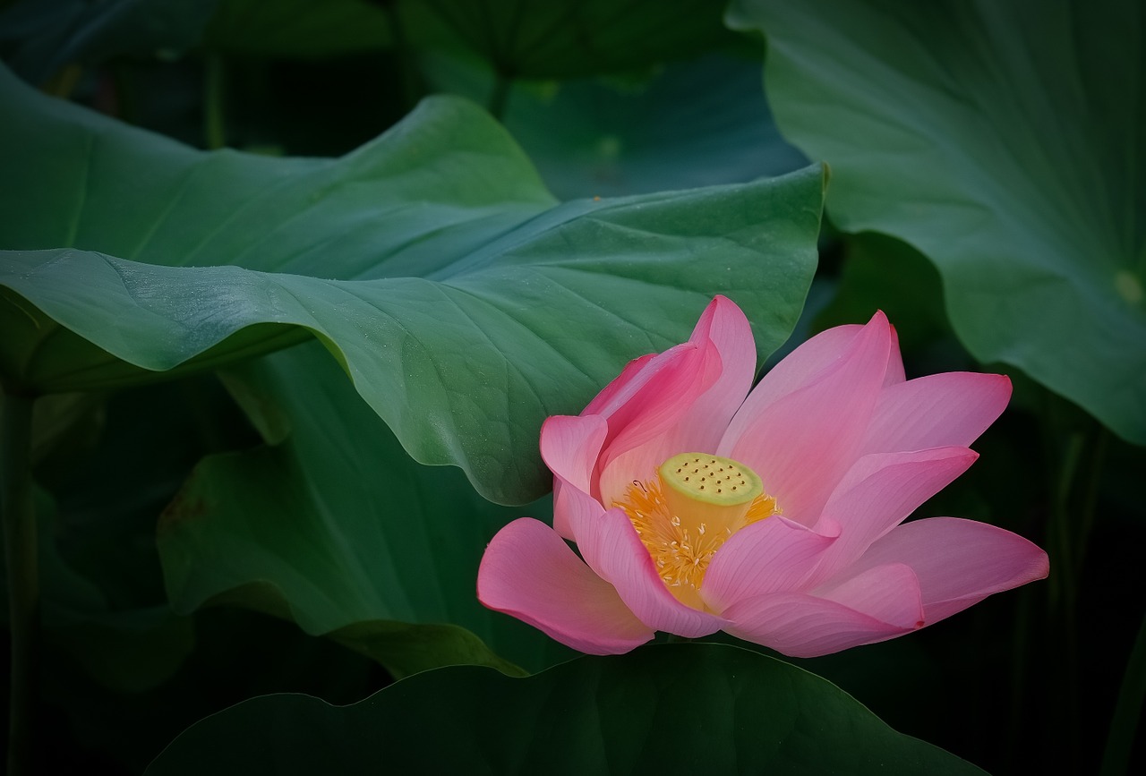 lotus early summer summer free photo