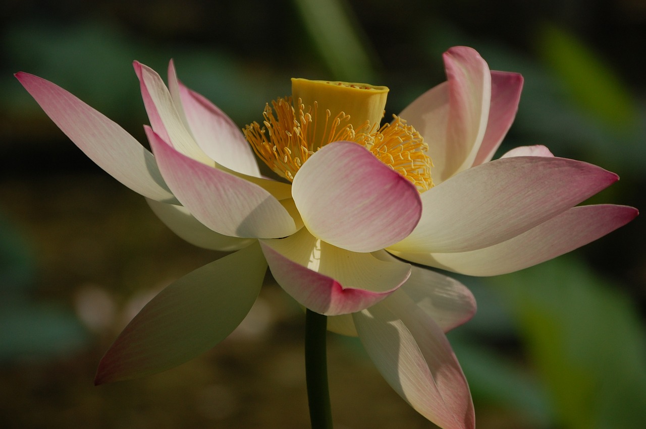 lotus blossom lotus flower free photo