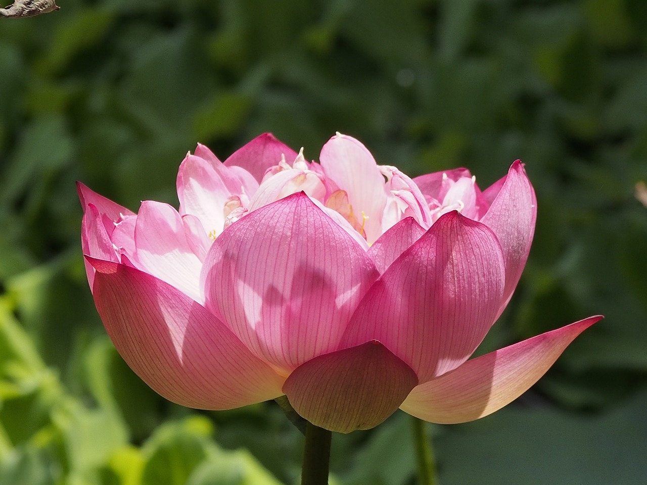 lotus compound flap pink free photo