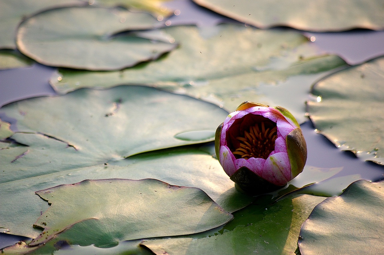 lotus lake water lilies free photo