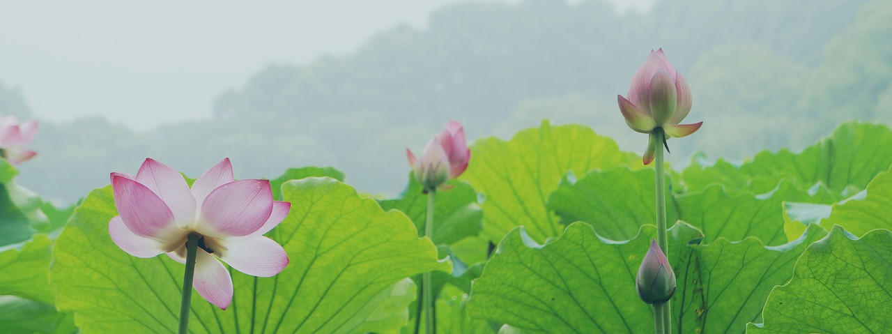 lotus hangzhou west lake free photo