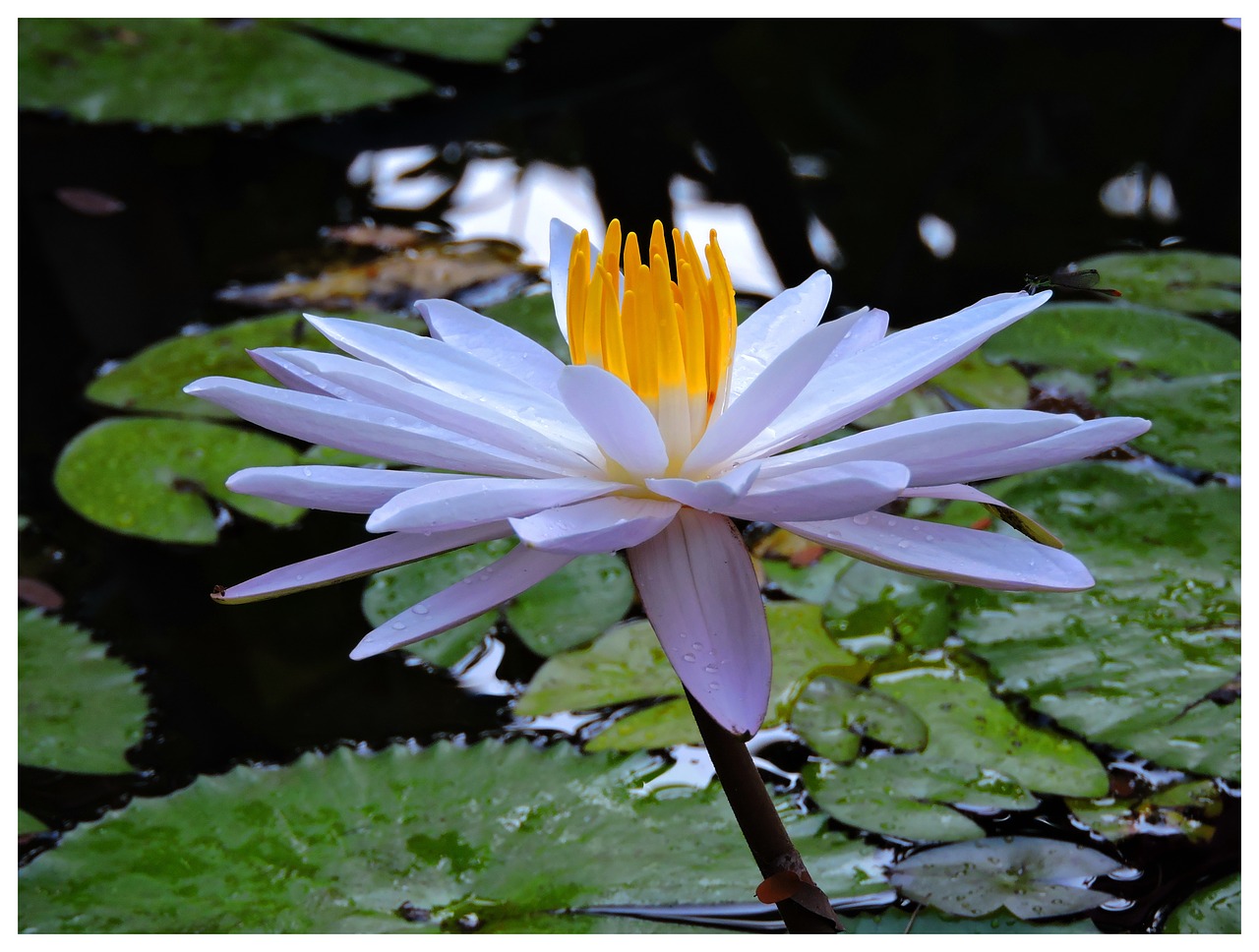 lotus bluwamlewoleba garden free photo