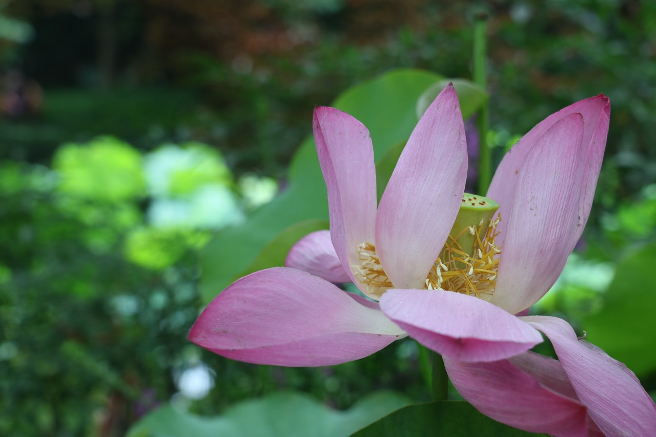 lotus plant summer free photo