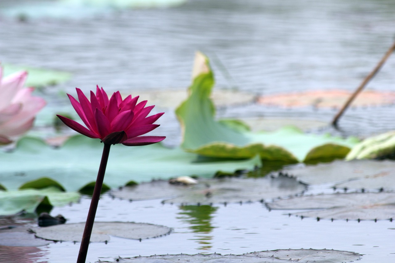 lotus lake water free photo