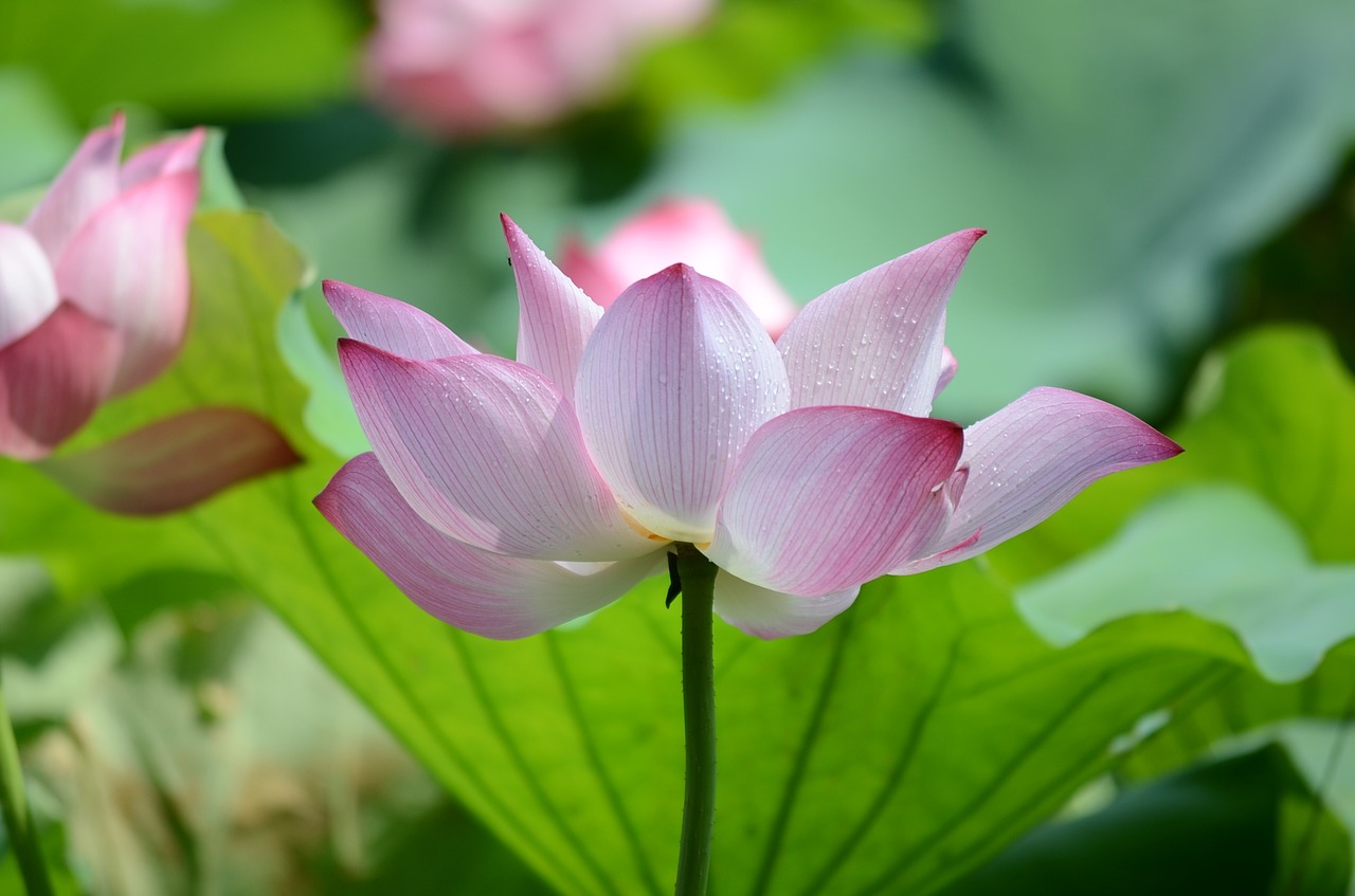 lotus in full bloom lotus leaf free photo