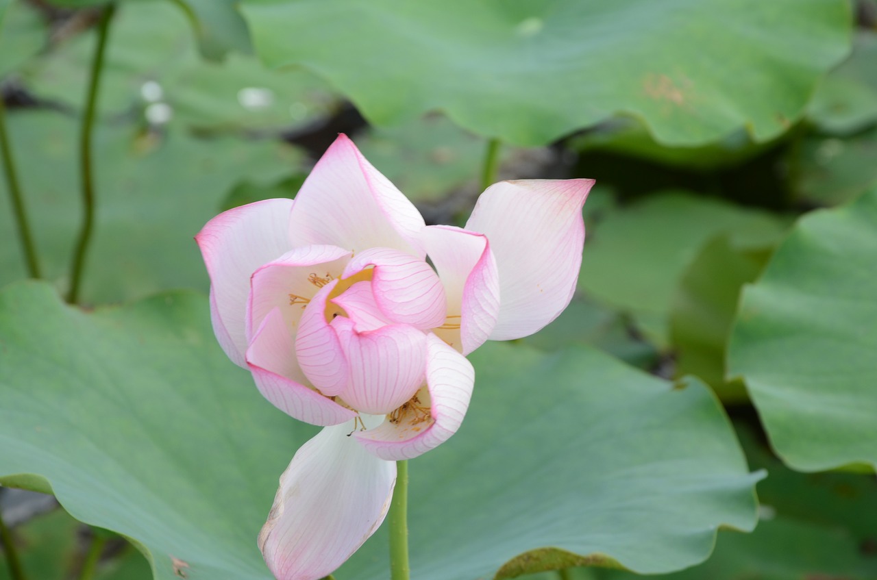 lotus blooming artistic conception free photo