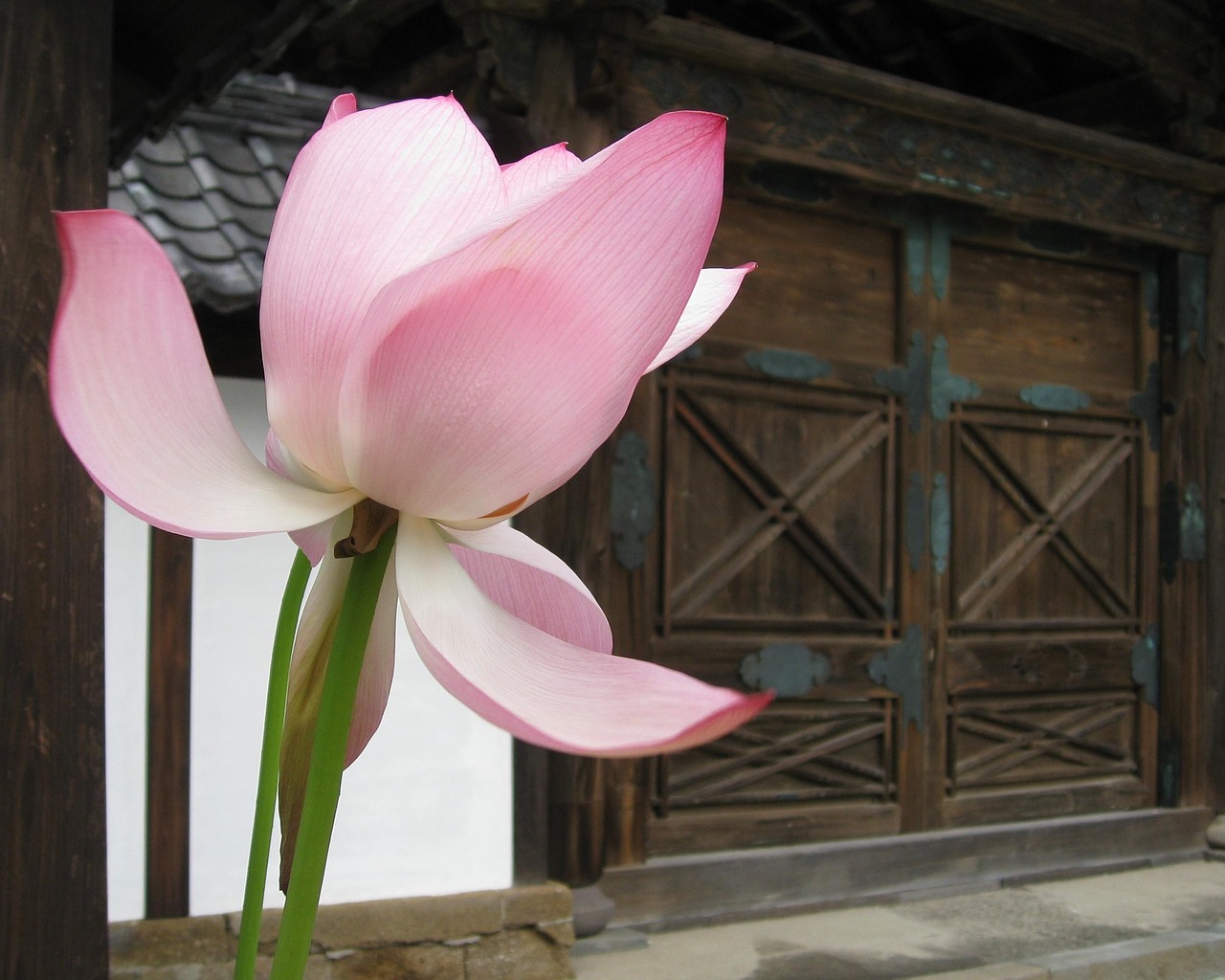 lotus gate temple free photo