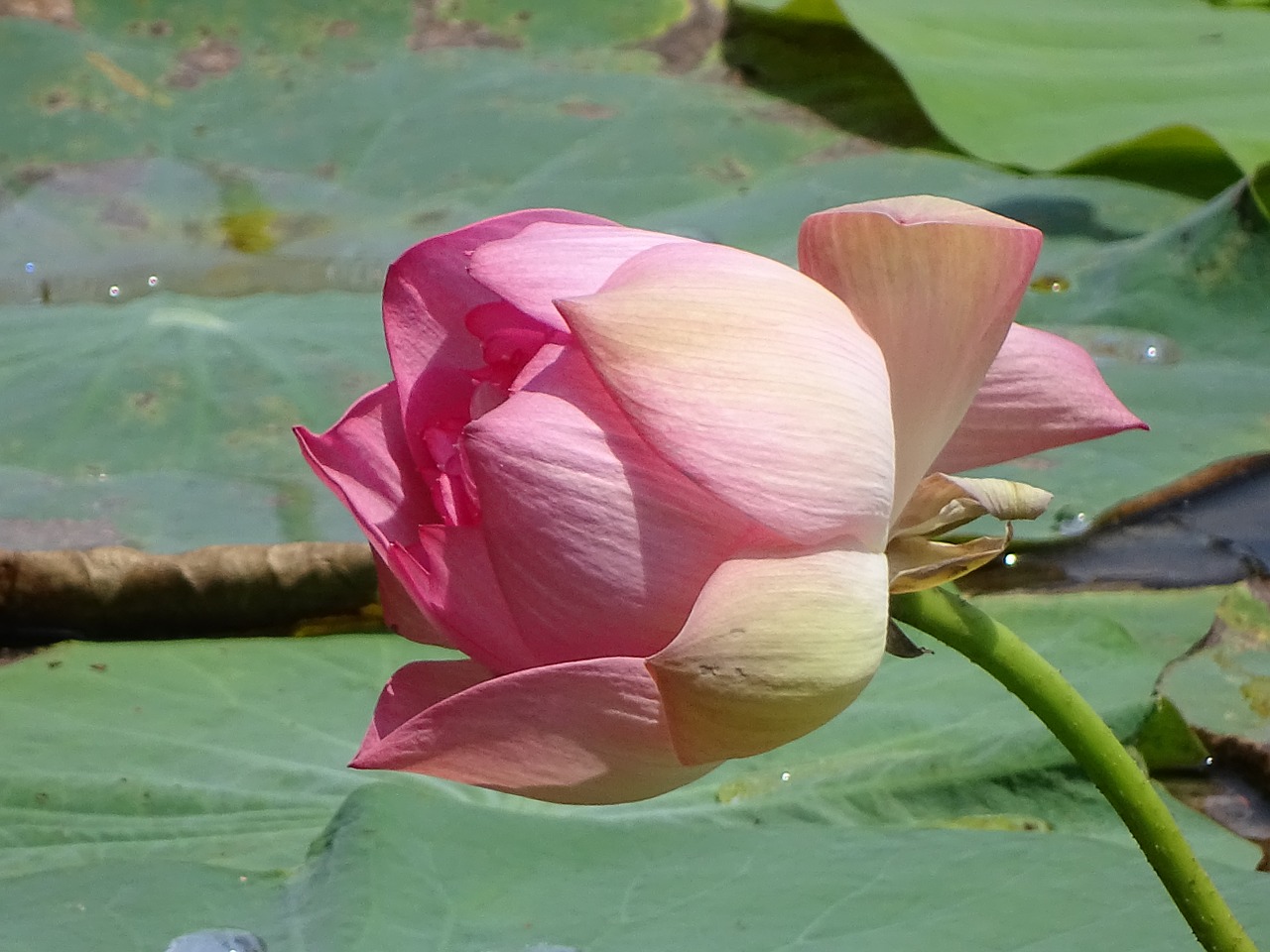 lotus natural rose free photo